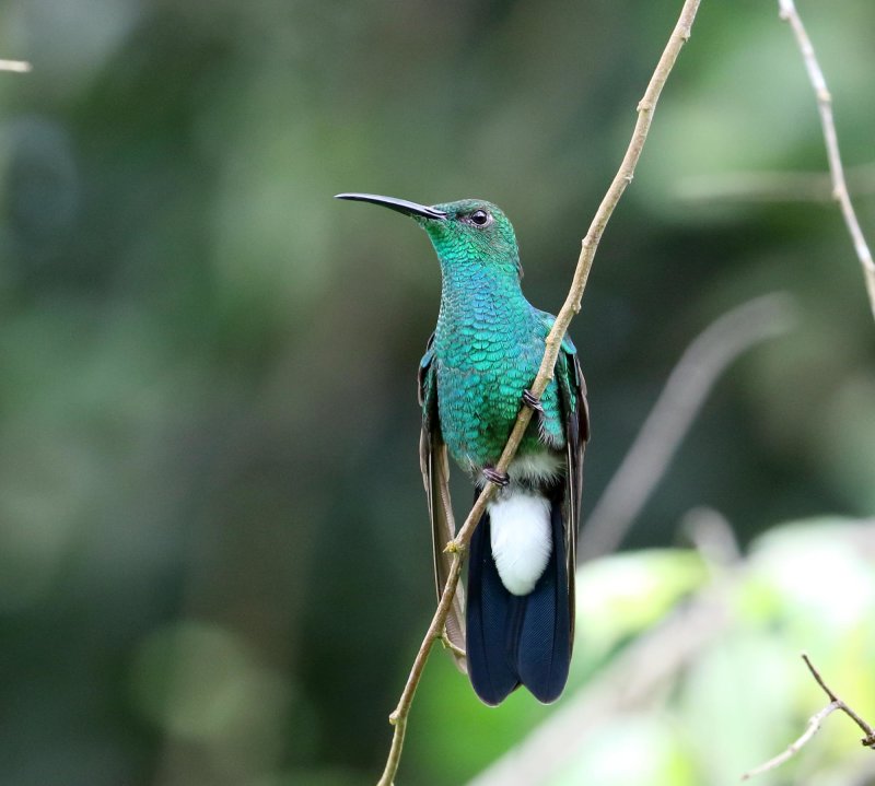 White-vented Plumeleteer_4492.jpg