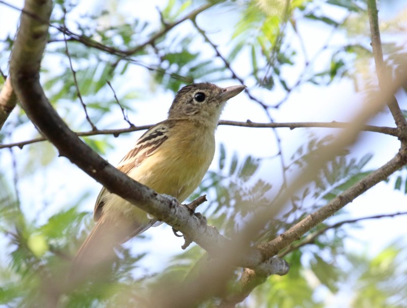 Black-backed Antshrike - female_5651.jpg