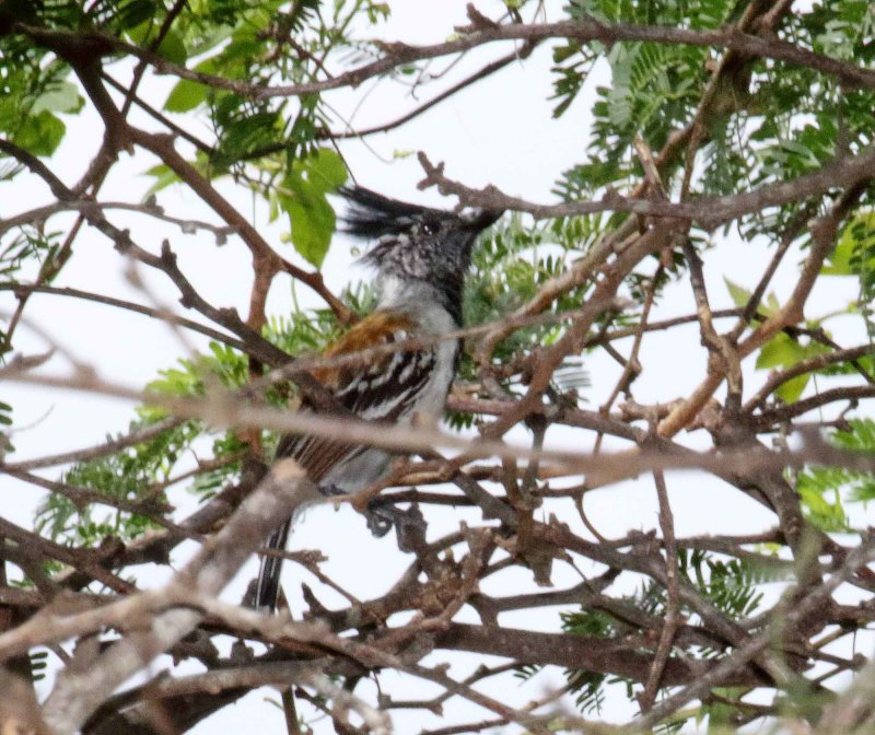 Black-crested Antshrike - male_6092.jpg