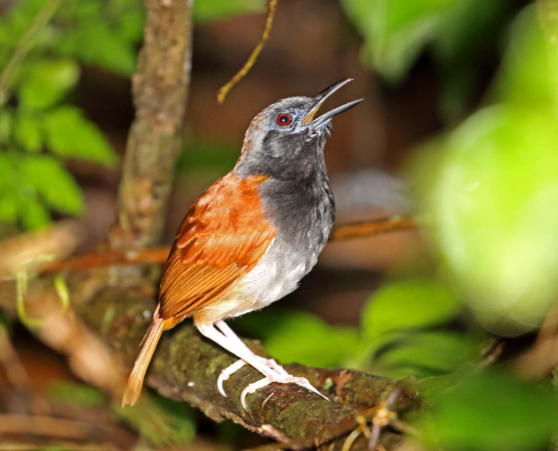 White-bellied Antbird - male_4895.jpg