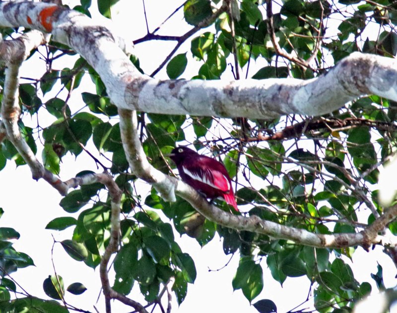 Pompador Cotinga - male_0066.jpg