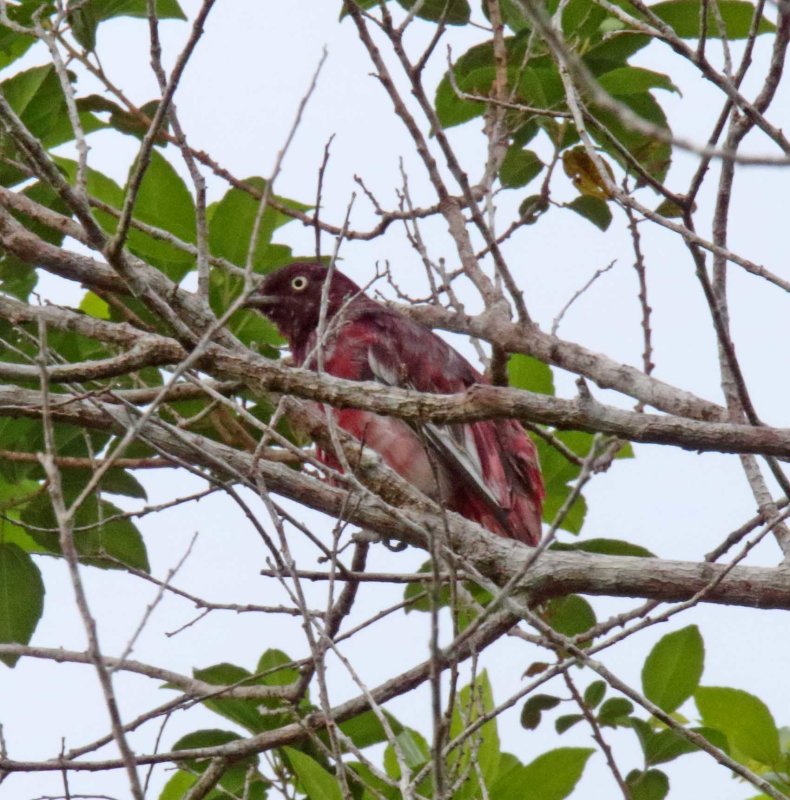 Pompadour Cotinga - immature male_1947.jpg