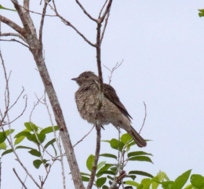 Pompadour Cotinga - female_1966.jpg