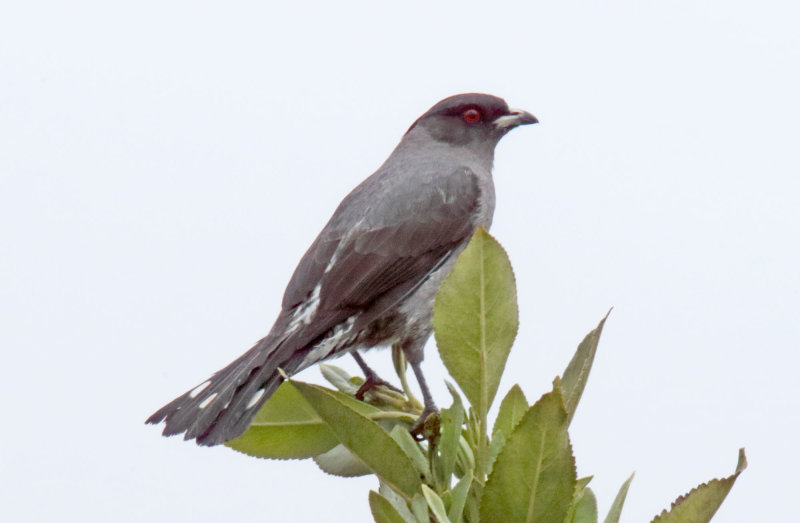Red-crested Cotinga_2718.jpg