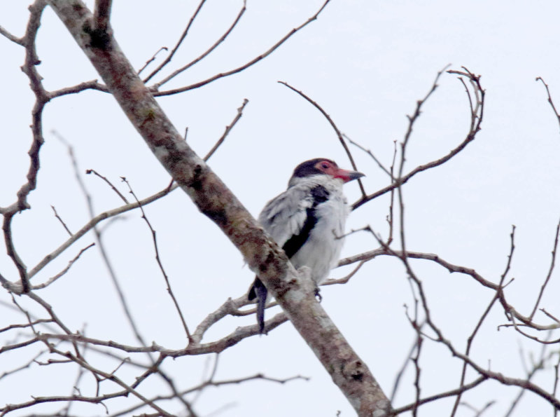 Black-tailed Tityra_9237.jpg