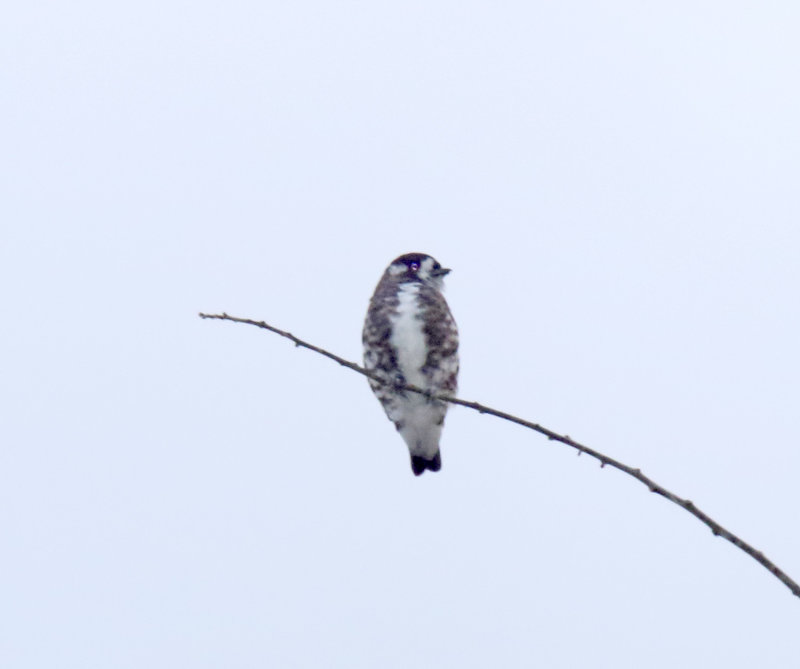 White-browed Purpletuft_1219.jpg