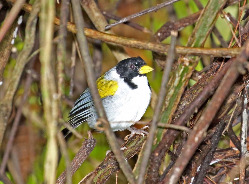 Golden-winged Sparrow_4262.jpg