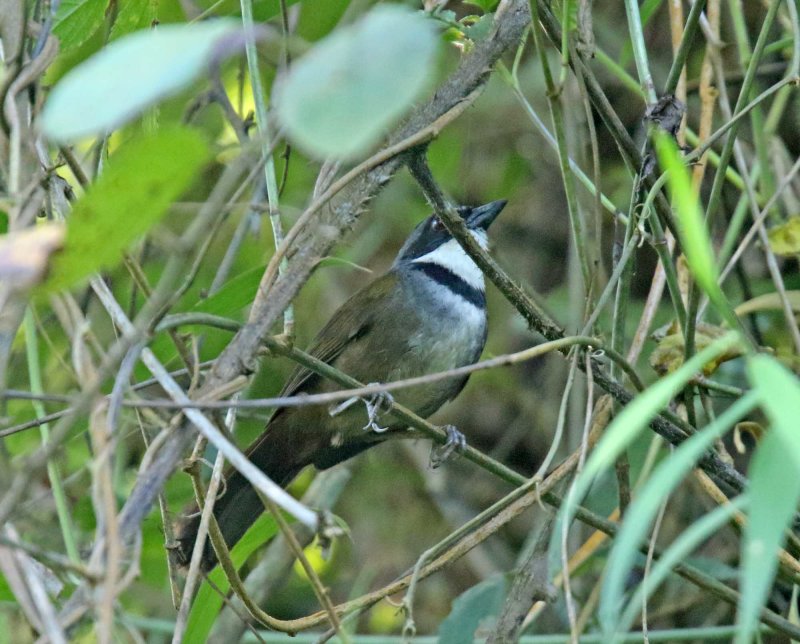 Sierra Nevada Brushfinch_2928.jpg