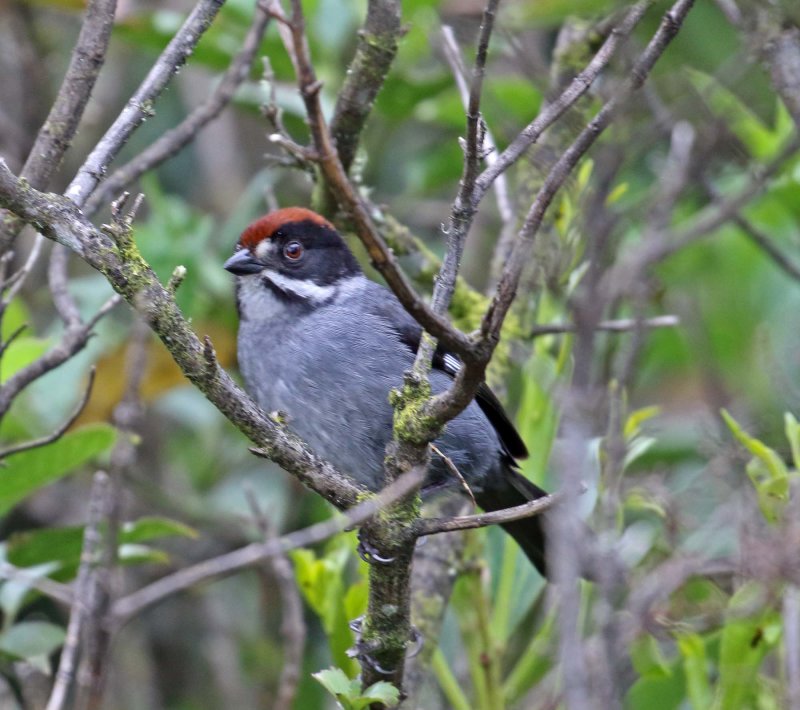 Slaty Brushfinch_6540.jpg