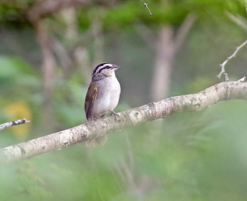 Tocuyo Sparrow_5275.jpg