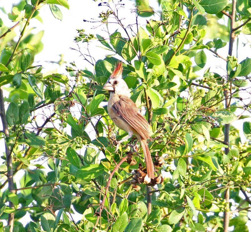 Vermilion Cardinal - female_5484.jpg