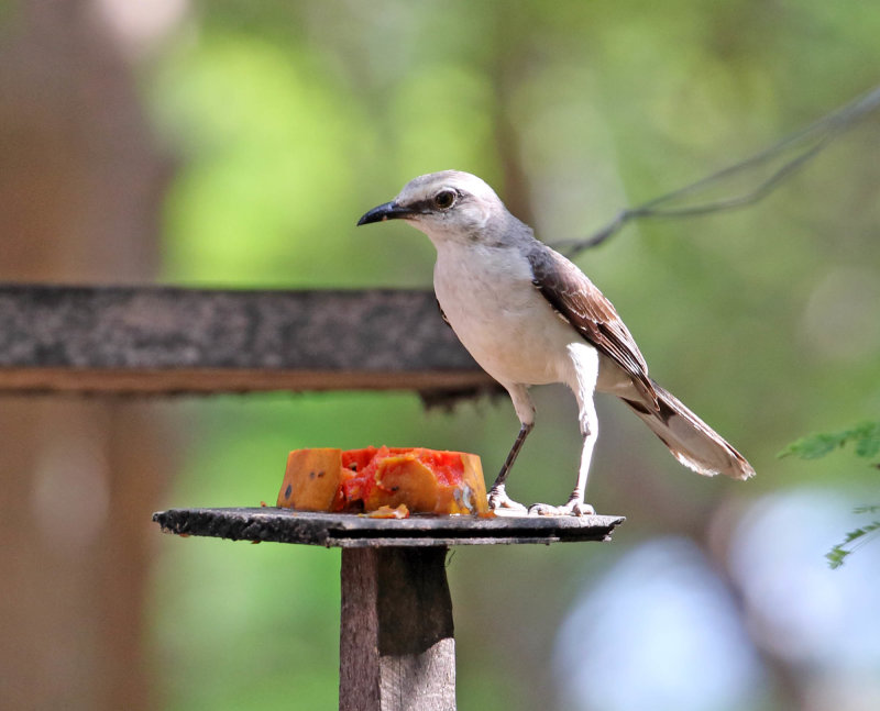 Tropical Mockingbird_5777.jpg