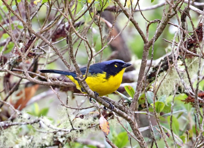 Santa Marta Mountain-Tanager_3714.jpg