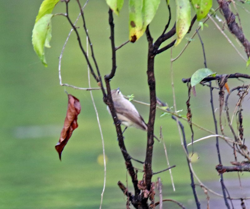 Drab Water-Tyrant_0594.jpg