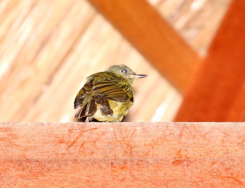 Olive-striped Flycatcher_3405.jpg