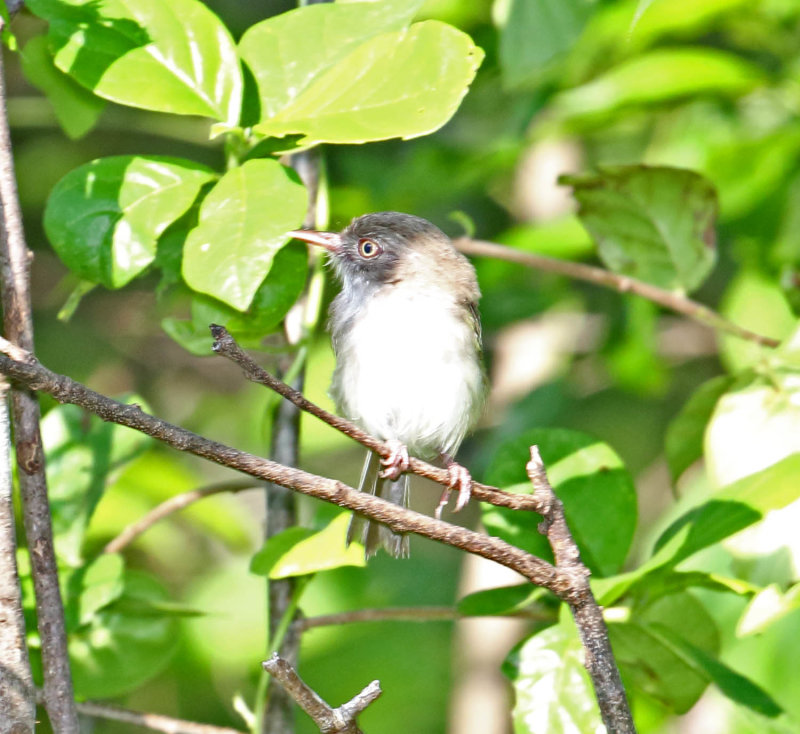 Pale-eyed Pygmy Tyrant_5656.jpg