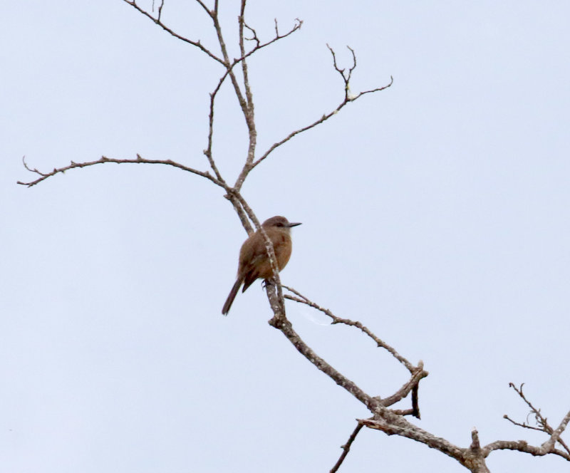Santa Marta Bush-Tyrant_3691.jpg