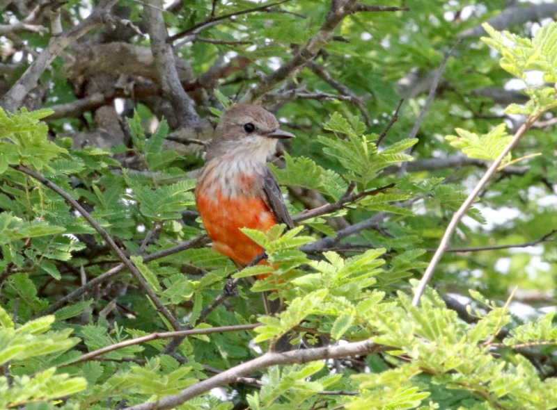 Vermilion Flycatcher - female_5941.jpg