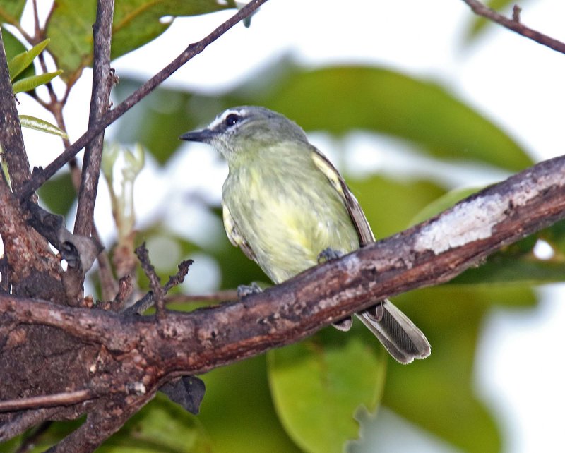White-lored Tyrannulet_1454.jpg