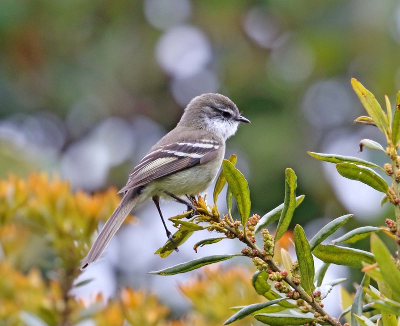 White-throated Tyrannulet_6757.jpg