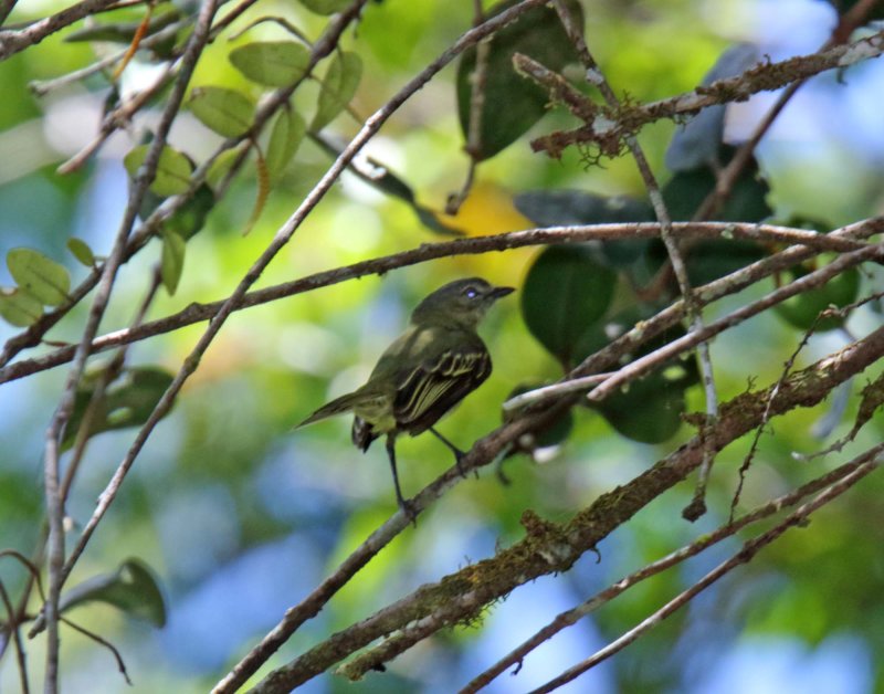Slender-footed Tyrannulet_8881.jpg