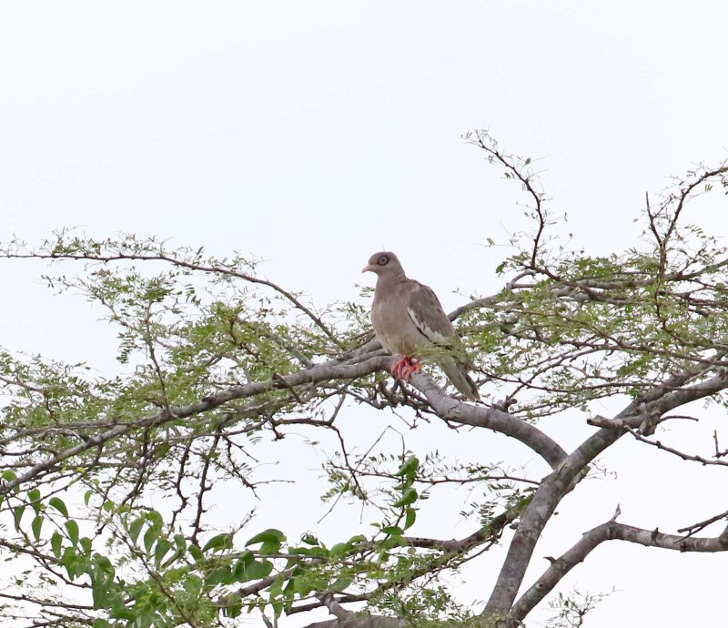Bare-eyed Pigeon_5332.jpg