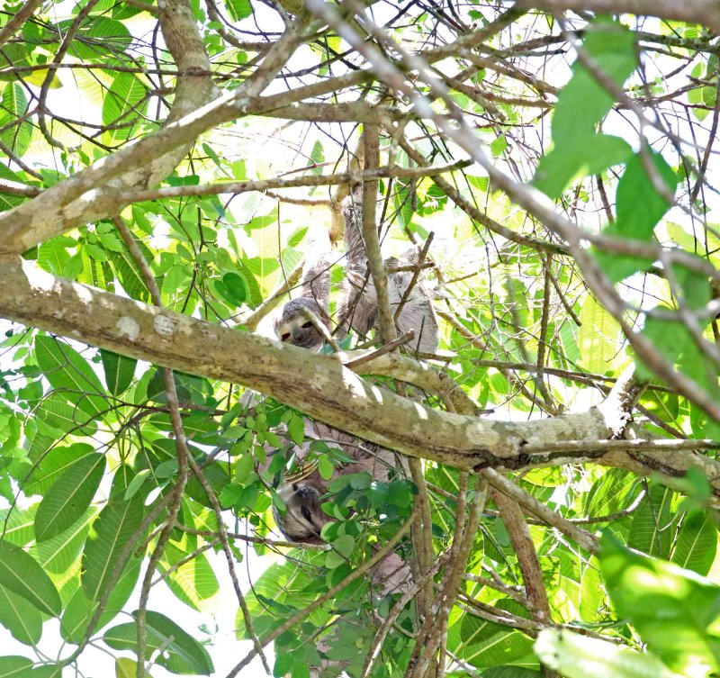 Brown-throated Three-toed Sloth_5028.jpg