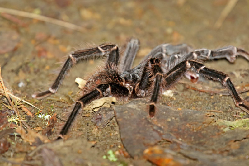 Tarantula_3186.jpg