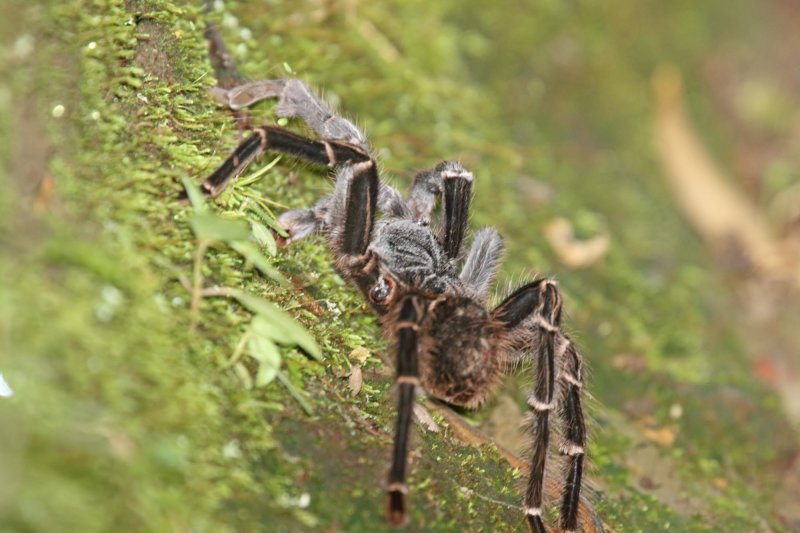 Tarantula_3187.jpg
