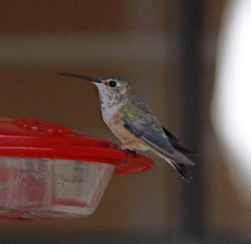 Rufous Hummingbird_7442.jpg