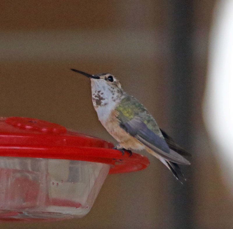 Rufous Hummingbird_7429.jpg
