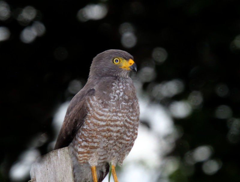 Roadside Hawk_1243.jpg