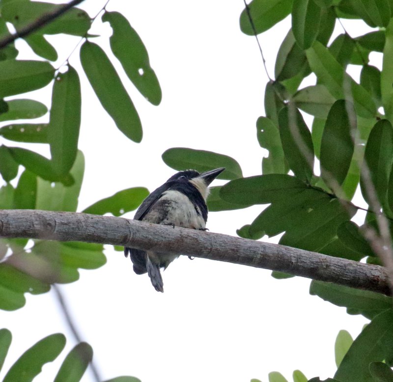 Black-breasted Puffbird_9455.jpg
