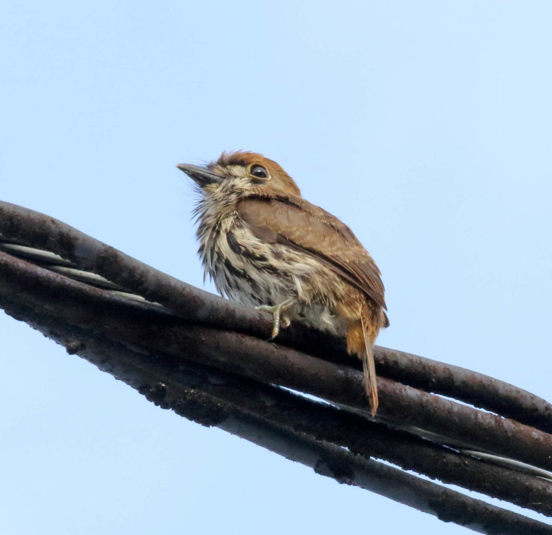 Lanceolated Monklet_9567.jpg