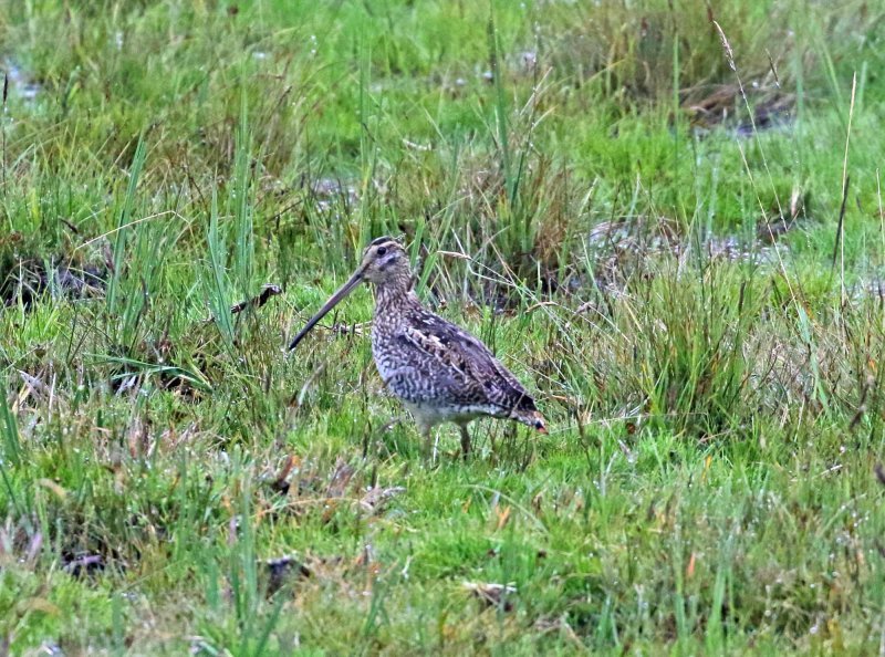 Noble Snipe_0691.jpg
