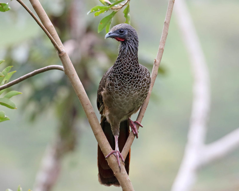 Columbian Chachalaca_2292.jpg