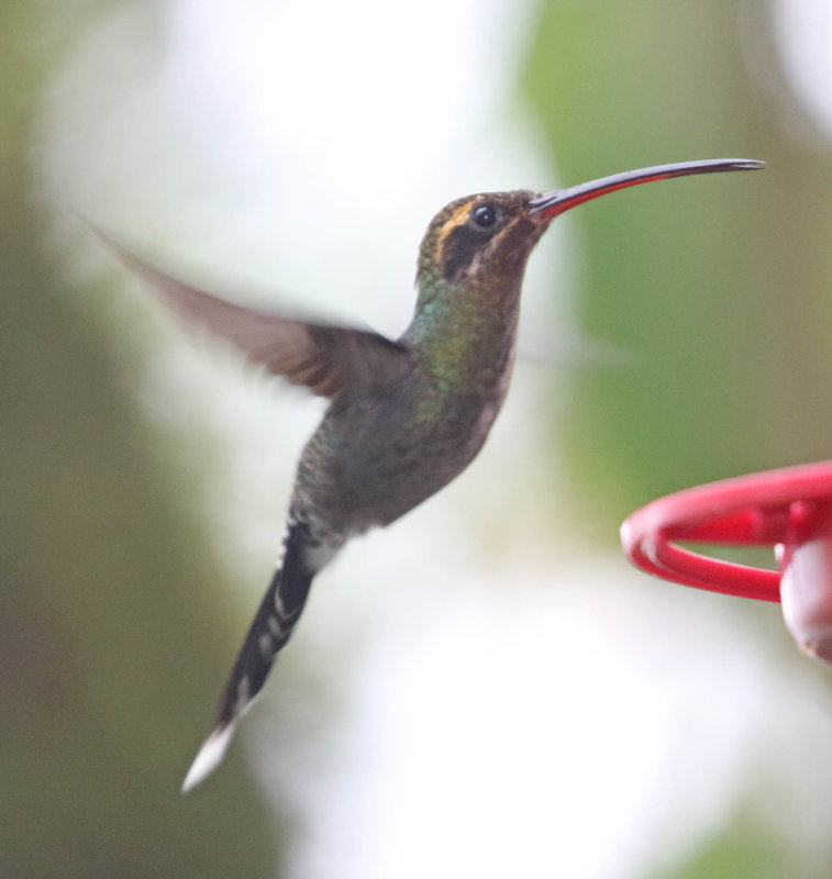 Green Hermit_7863.jpg