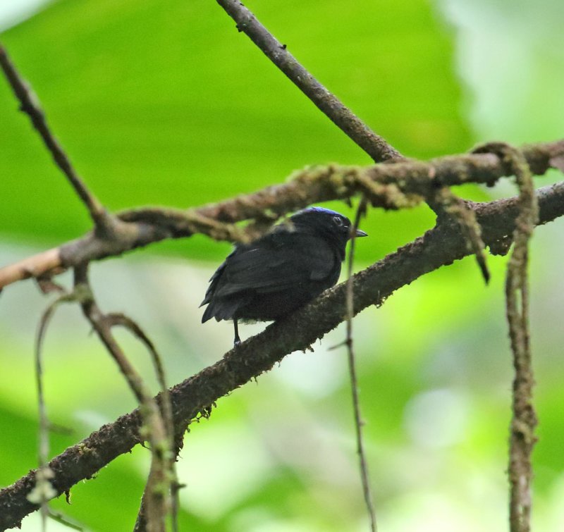 Velvety Manakin - male_9665.jpg