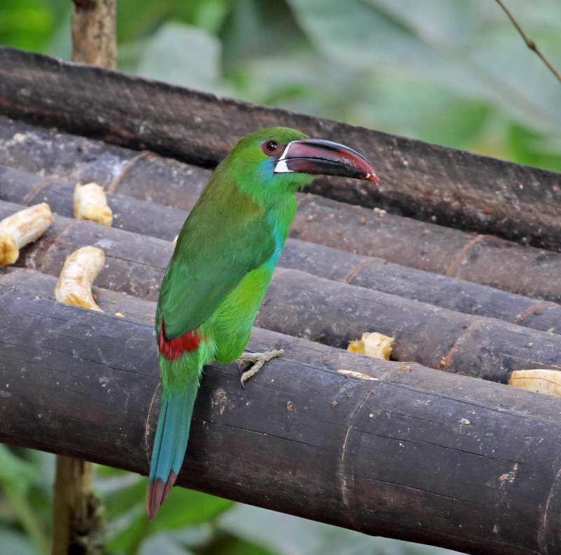 Crimson-rumped Toucanet_8576.jpg