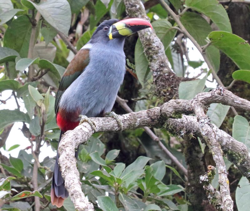 Grey-breasted Mountain-Toucan_0115.jpg