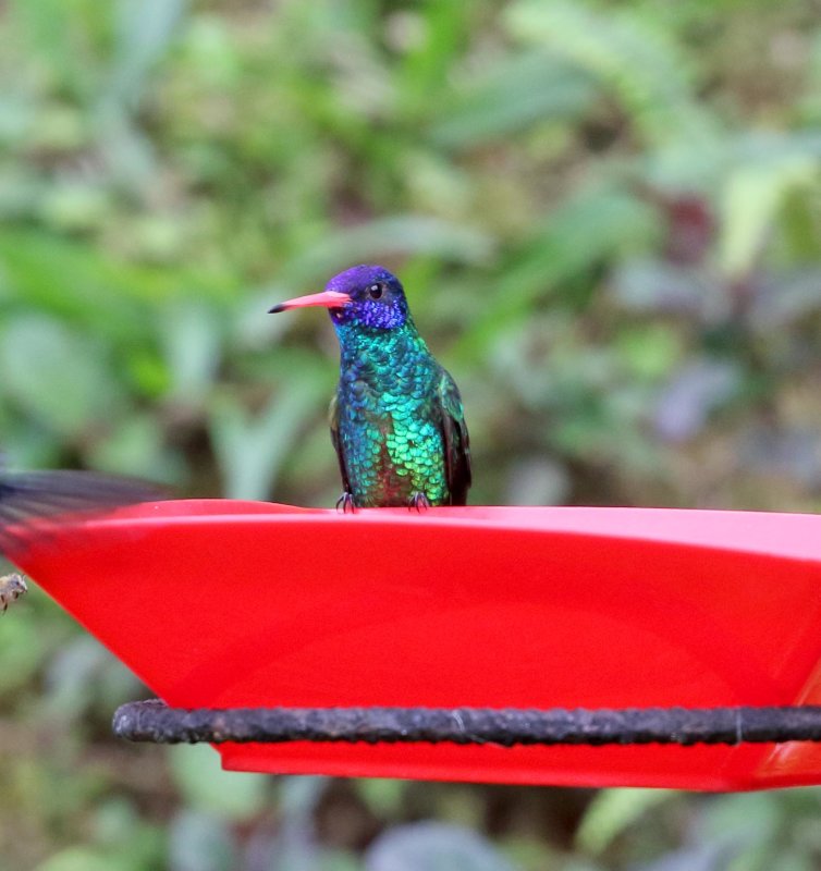 Blue-headed Sapphire_8594.jpg