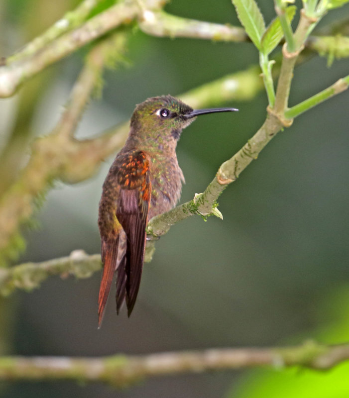 Fawn-breasted Brilliant - male_8428.jpg