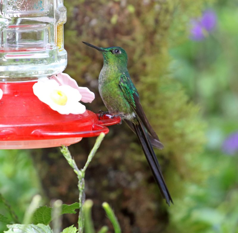 Long-tailed Sylph - male_8481.jpg