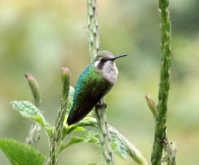 Short-tailed Emerald - female_1892.jpg