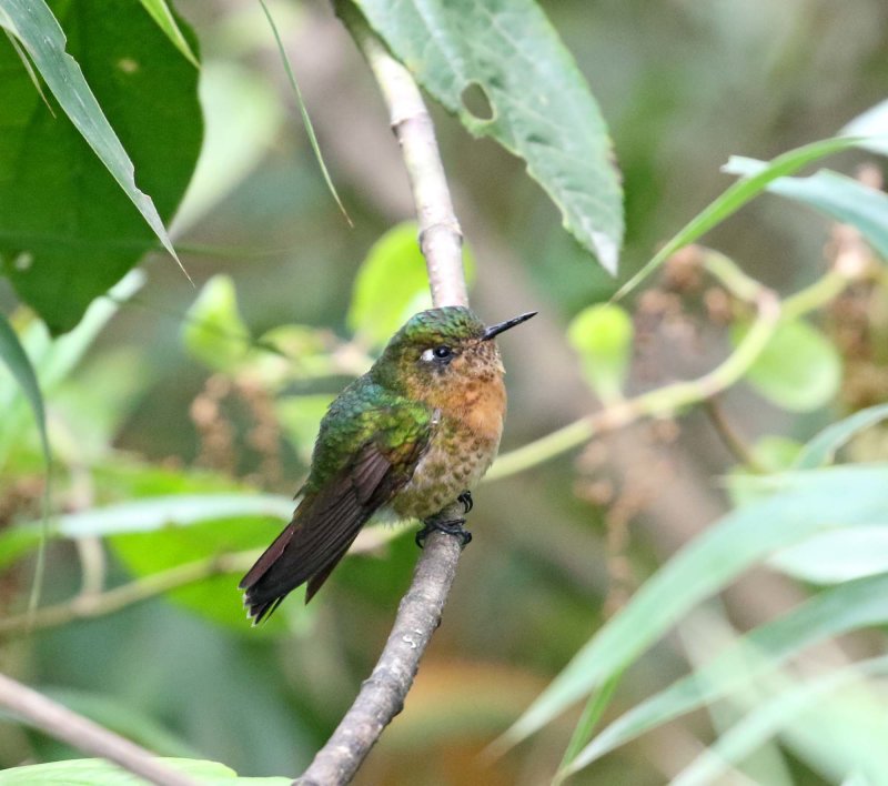 Tyrian Metaltail - female_0014.jpg
