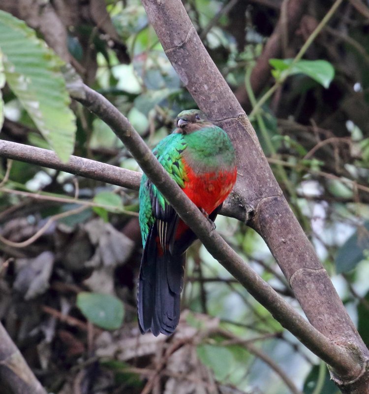 Golden-headed Quetzal - female_3416.jpg