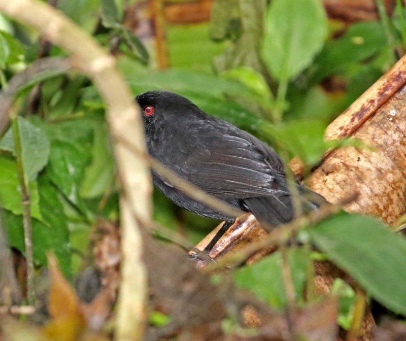 Western Fire-eye - male_4056.jpg