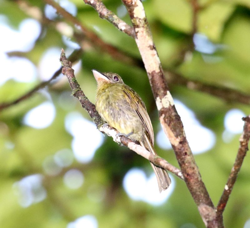 Pacific Flatbill_9293.jpg