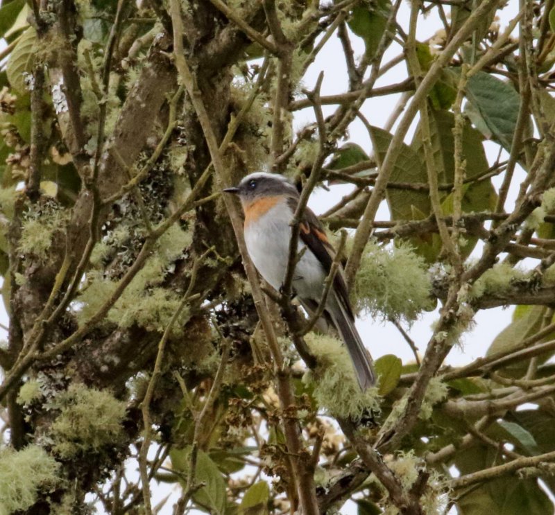 Rufous-breasted Chat-Tyrant_0161.jpg