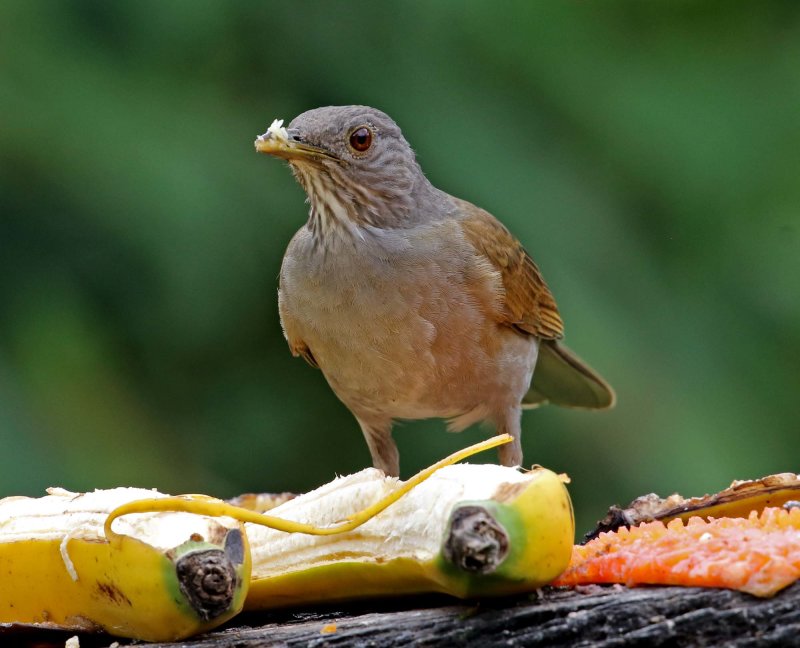 Pale-breasted Thrush_2337.jpg